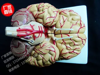 

Natural size human brain model 3D human brain model