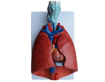 

Larynx Heart Lungs Anatomy Medical Model