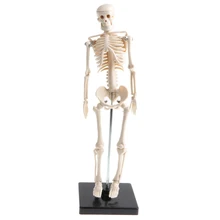 42 см образования детей средства ухода за кожей скелет модель с база наука Анатомия игрушка школа учебные пособия