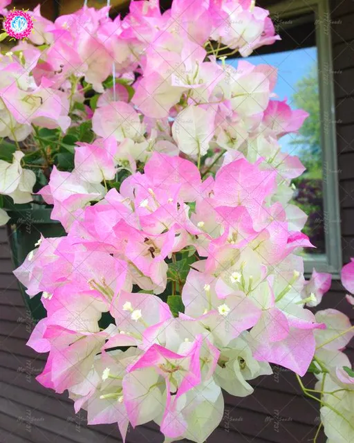 20pcs Garden Climbing Plants Bougainvillea Spectabilis Willd plant