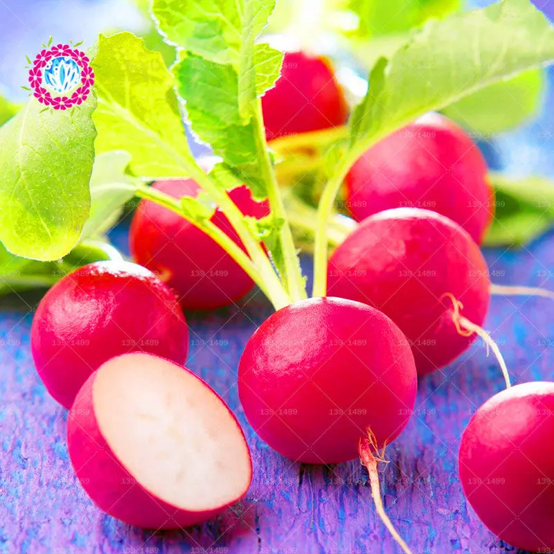 BONSAI 200pcs Red Radish Organic Bonsai Plants Edible Carrot Giant Non-GMO Vegetable Planting Potted for Home Garden Supplies BONSAI 200pcs Red Radish Organic Bonsai Plants Edible Carrot Giant Non-GMO Vegetable Planting Potted for Home Garden Supplies