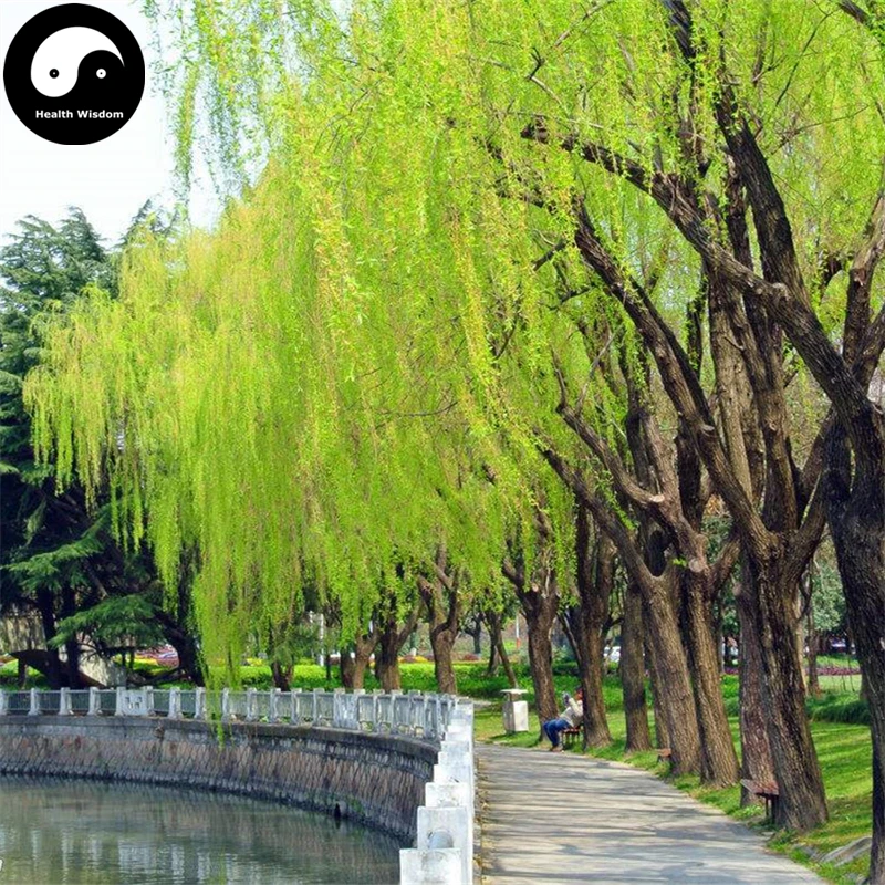 Buy Willow Tree Semente 200pcs Plant Chinese Salix Babylonica For Liu