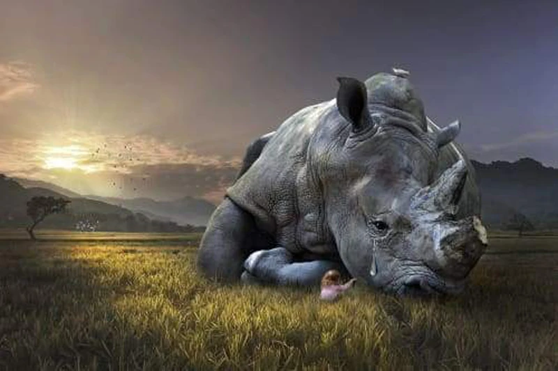 GLymg 5d Diamond Painting DIY Kits Embroidery Rhinoceros Tears Wall Arts Decor | Дом и сад