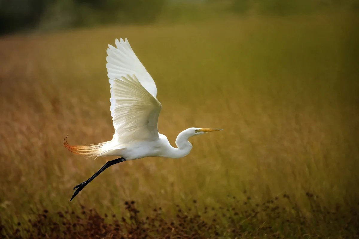 Rising Heron white egret PMD730 тканевый постер с рисунком на заказ для настенного искусства