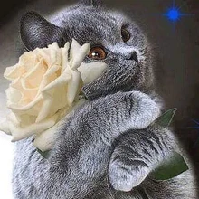 Алмазная картина eigen foto cat rose 5D DIY Алмазная картина на заказ полная квадратная полная круглая Алмазная картина Paw украшение