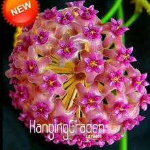 «фуксия»; шар орхидеи карликовые деревья Hoya Carnosa flores Орхидея в горшке садовые цветы, растения 100 шт./пакет,# TMKK6P