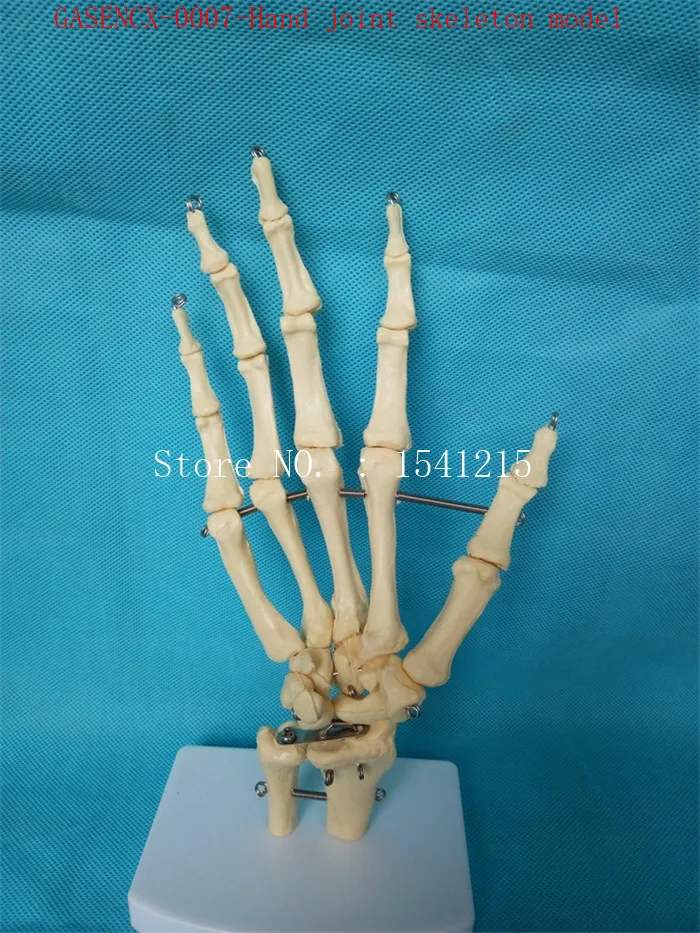 

Hand joint skeleton model Human bone Skeleton skeleton model Teaching model Medical mold-GASENCX-0007