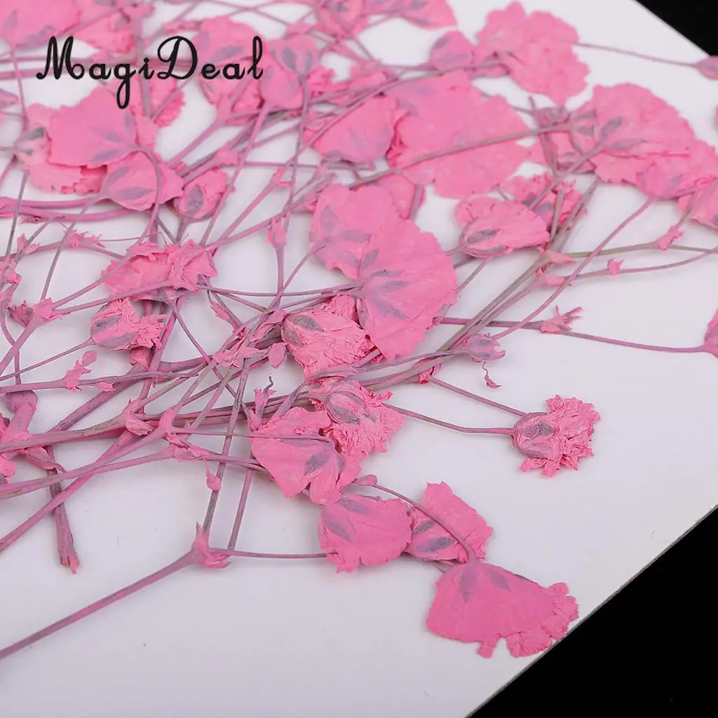 10 / 20Pcs Beautiful Real Pressed Rose Petal Babysbreath Flowers Dried Flowers for Art Craft Scrapbooking DIY Resin Jewelry