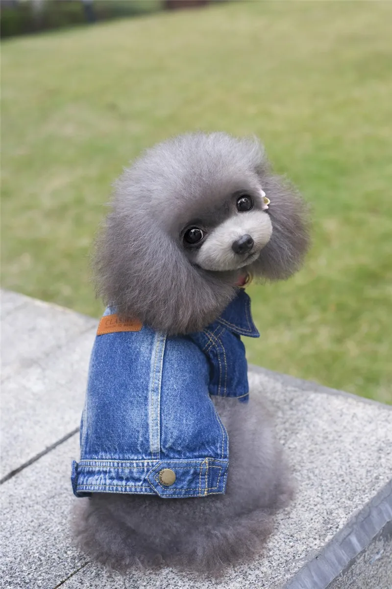 Y56_New_Dog_Spring_Autumn_Denim_Coat_clothes_2_Legs_Puppy_dog_Boy_Jean_Jacket_Clothing_Cool_jeans_coat_for_Yorkshire_ (8)