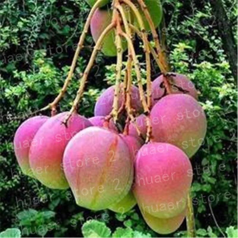 1 шт. манго бонсай мини манго саженцы деревьев органические фрукты и овощи Бонсай горшок для дома сада посадки