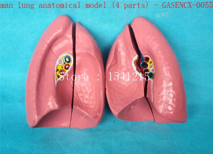 

Organ anatomical model Teaching medical human body specimen model Human lung anatomical model (4 parts) - GASENCX-0055