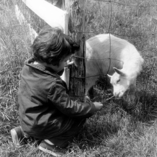 Boy feeding goat through fence Poster Print (18 x 24)