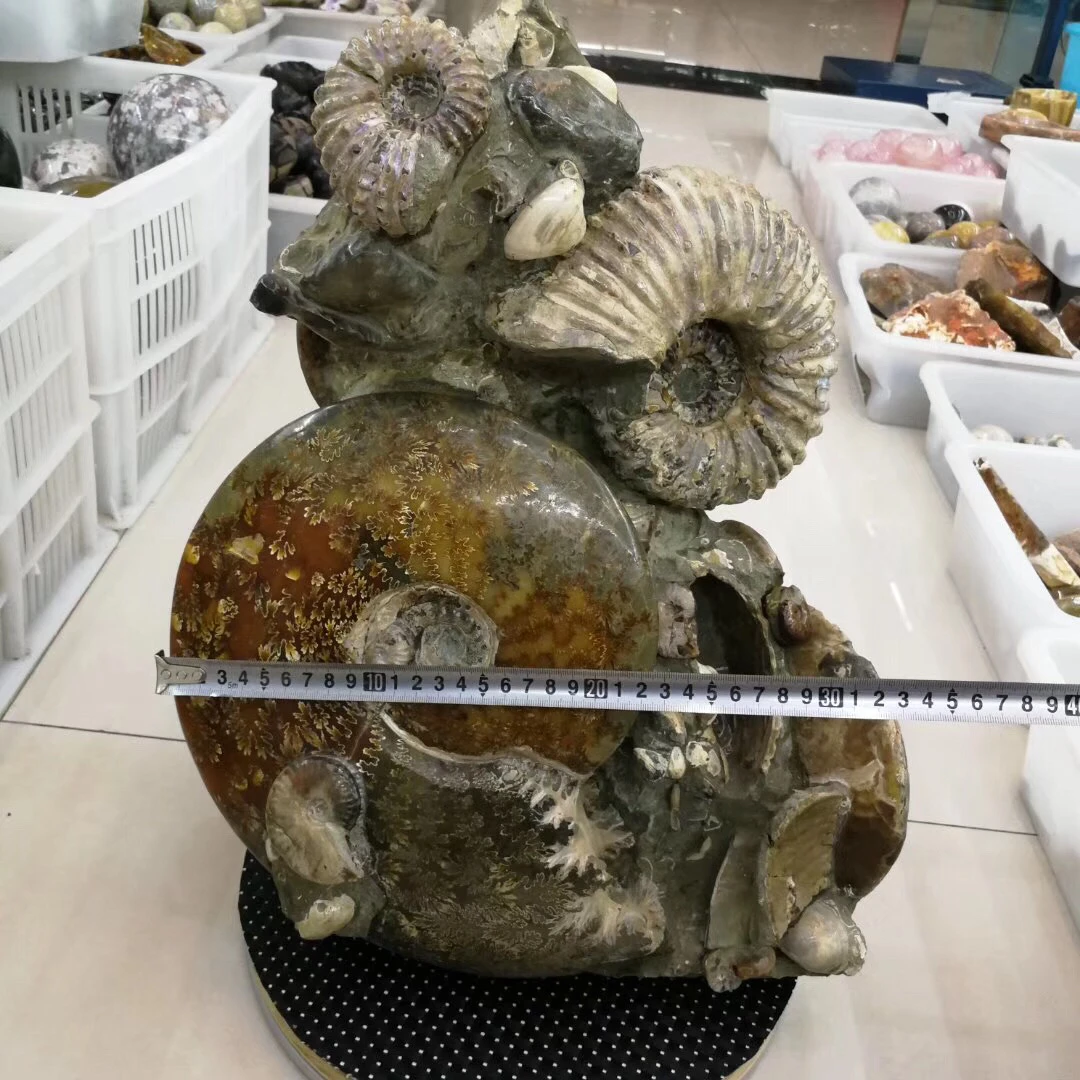 Высокое качество Коллекция fengshui подарки рок винт образец fossil