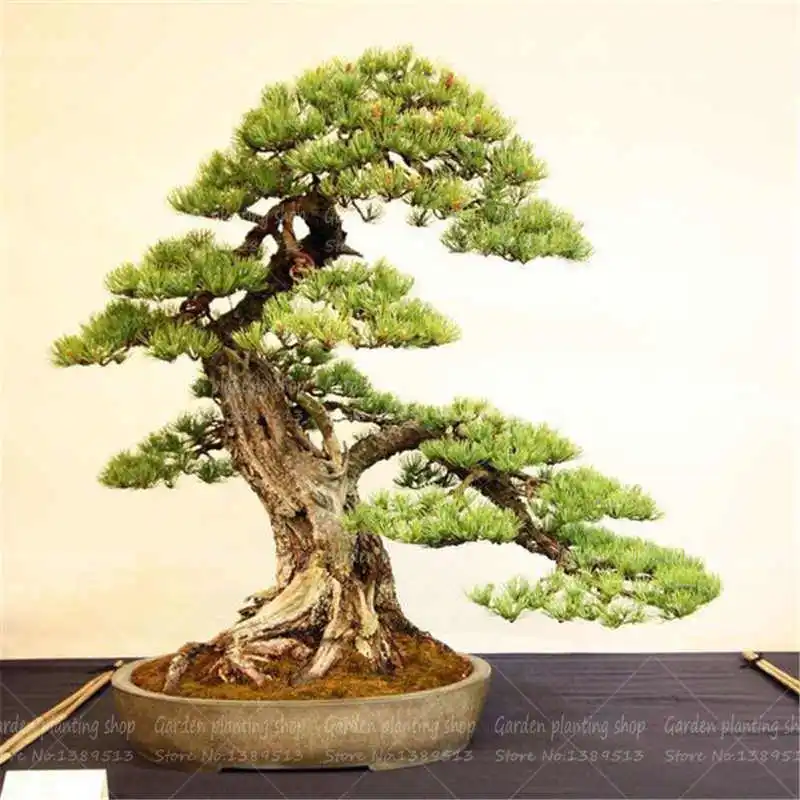 

30Pcs/Bag pine bonsai botanical garden forest flower family garden potted plant tree flower decoration