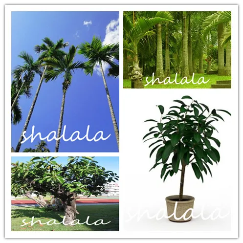 

promotion New Fresh Bonsai Plant, Rubber tree Garden Anthurium Andraeanu, smoking formaldehyde clean Air,100 PCS/Pack