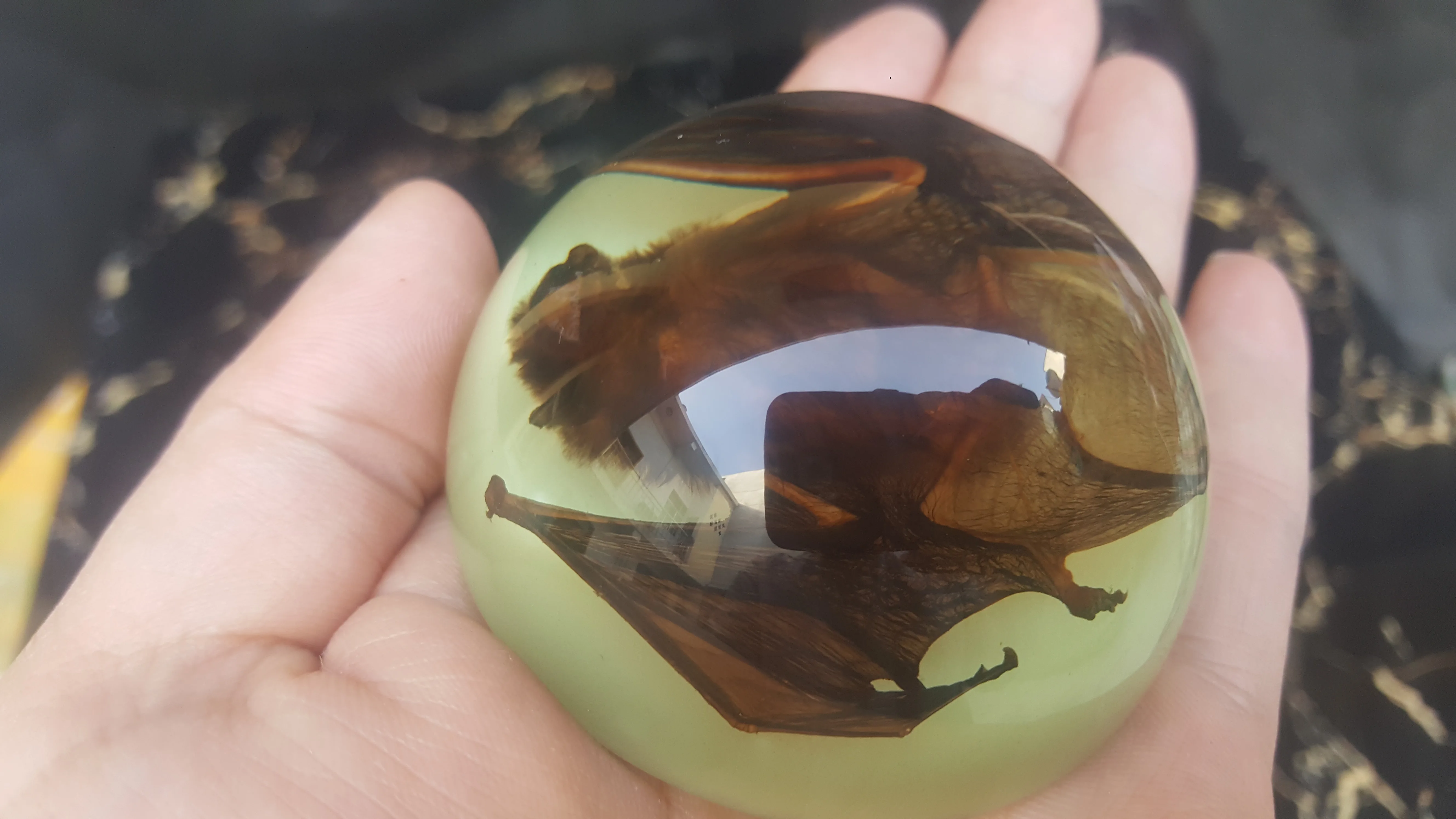 

Funny Real Bat Wall Art Framed Insect Display Real Resin embedding Natural Intermediate Animal Taxidermy oddies Kids gift Teach