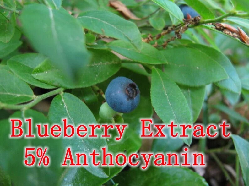 

5Pack High Quality Blueberry Extract 5% Anthocyanin 500mg x 500caps free shipping