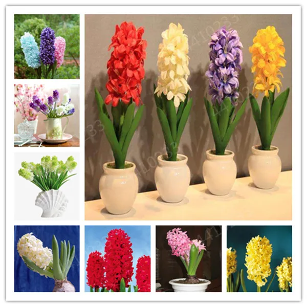 

Bonsai 100 Pcs Hyacinthus Orientalis Bonsai Mixed Jardin Hyacinth Bonsai Potted Indoor Plants Flowers Bonsai For Home Garden Pla