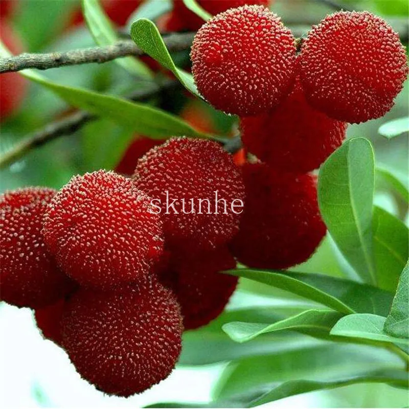 

2pcs Arbutus Unedo Strawberry Tree Delicious Chinese Fruit bonsais For Healthy And Home Garden Easy Grow
