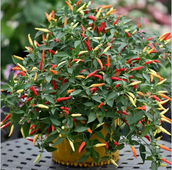 Seeds Chili Pepper Seeds Vegetable seeds Basket of Fire  garden decoration   100pcs  B01