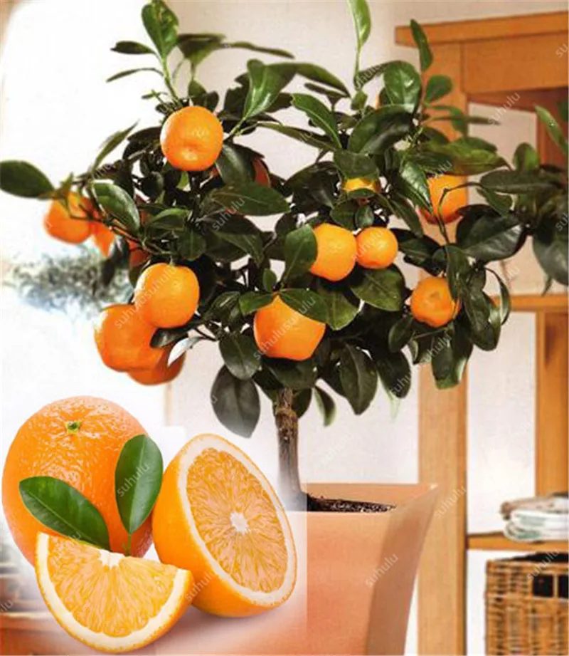 Bonsai 20 Pcs Orange Potted Edible Tangerine Citrus Fruit Dwarf Orange Tree Indoor Plant For Home Garden Non-GMO plants Bonsai 20 Pcs Orange Potted Edible Tangerine Citrus Fruit Dwarf Orange Tree Indoor Plant For Home Garden Non-GMO plants