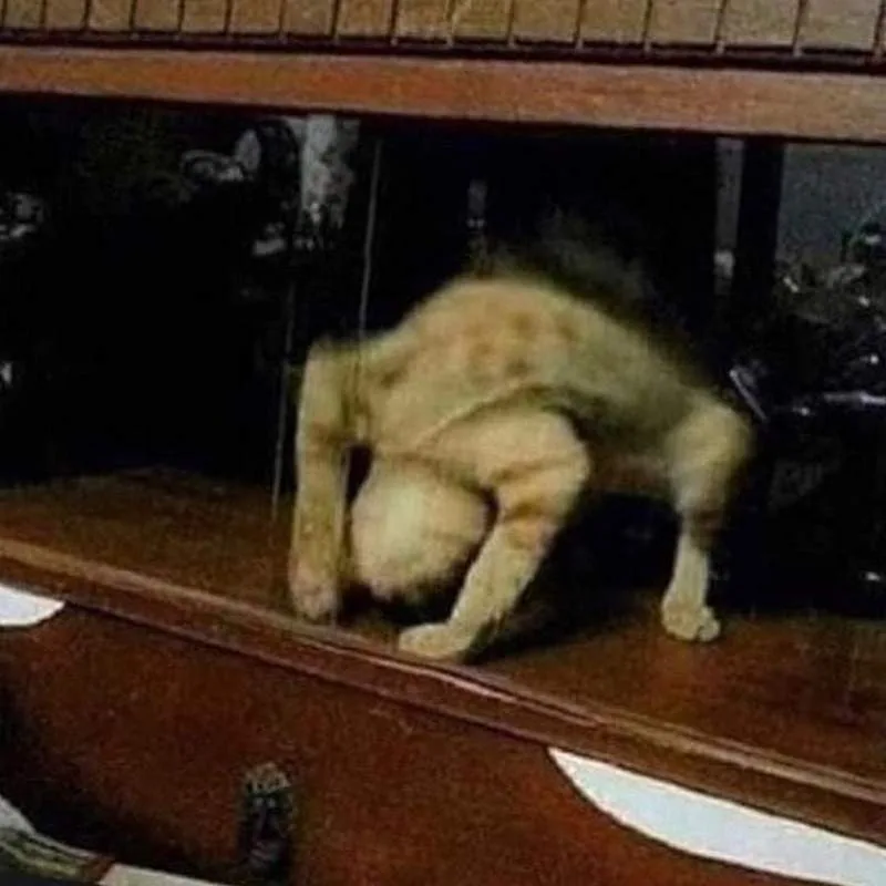 这都是什么神奇的猫?画师二次元化各种有趣猫图 八卦杂谈 模玩萌物 |趣动漫 这都是什么神奇的猫?画师二次元化各种有趣猫图- 趣动漫