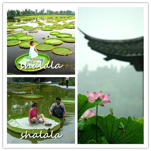 

hot selling 5Pcs Lotus lotus flower water lily for summer 100% Bowl lotus Water lilies potted plants for home garden Bonsai