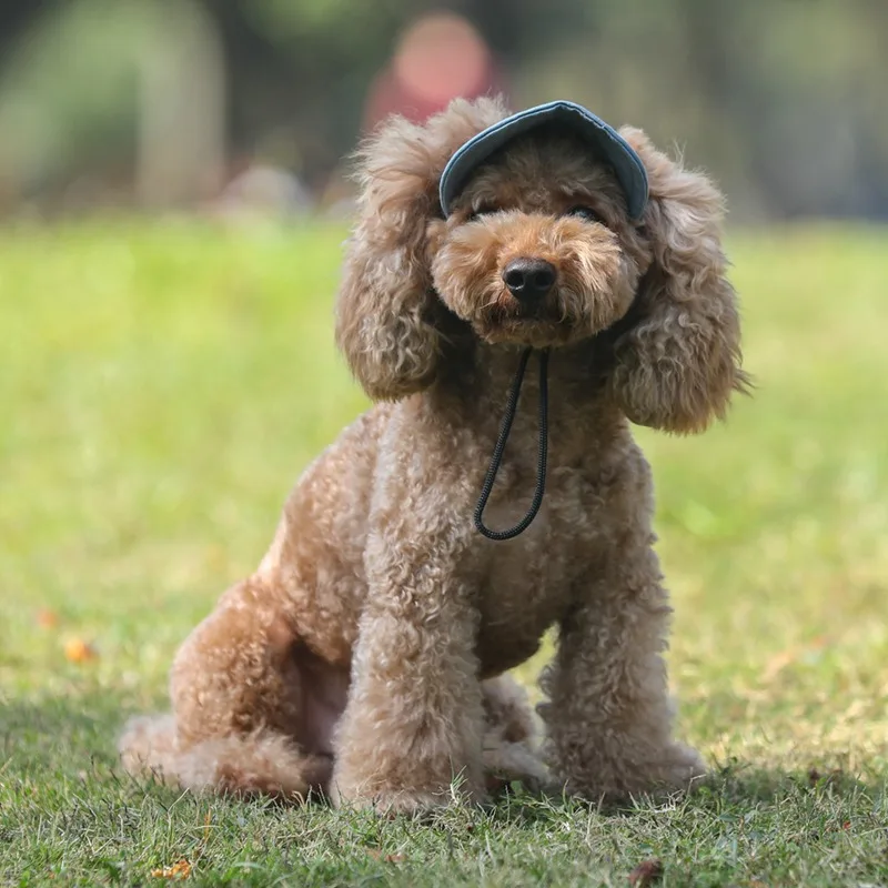 New Style Sun Hat For Dogs Cute Pet Casual Cotton Baseball Cap Chihuahua Yorkshire Pet Products Baseball Cute Cap Size S-XL