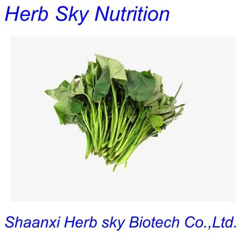 Factory supply high quality sweet potato leaves extract powder with