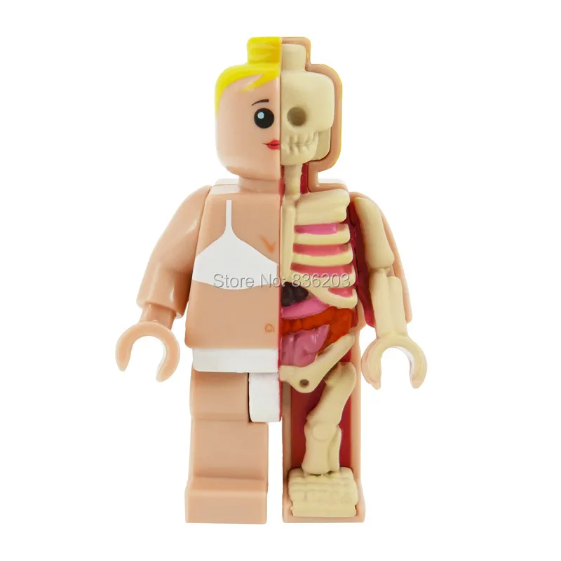 

4D master vision Micro female Dissected figfunny ANATOMY MODEL medical Jason Freeny skeleton anatomical Science Educational Toys