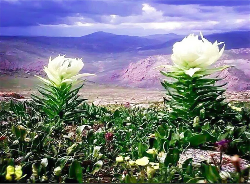 

5D diy diamond painting Aloe flowers rhinestones cube drill cross stitch needlework home decorative relative gifts