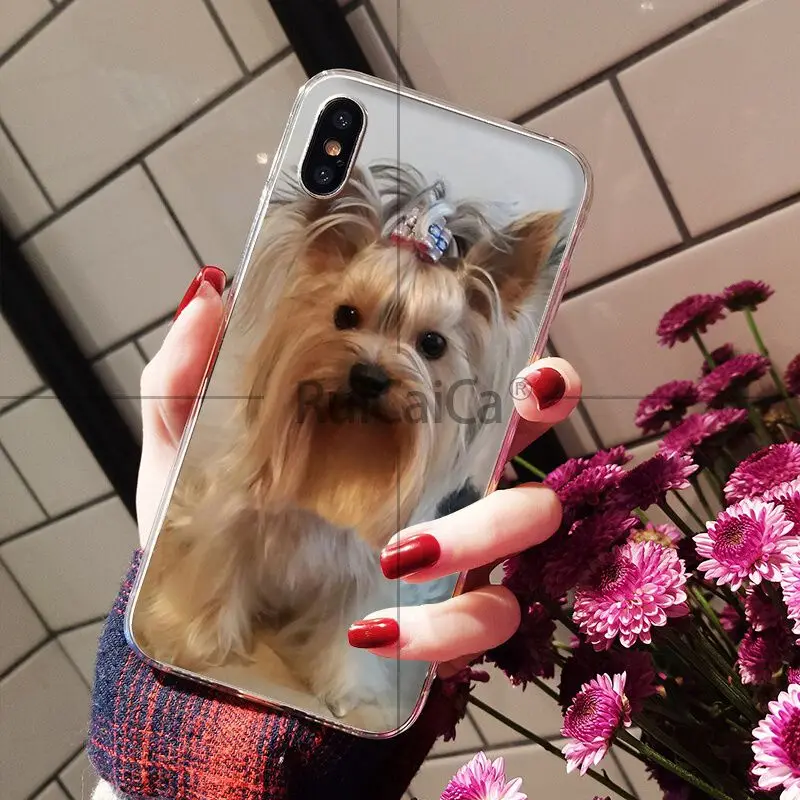 Yorkshire Terrier Dog