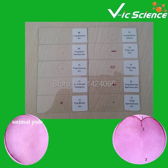 Embryology Prepared Slides Set