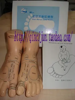 

free shipping 20cm large human model pvc foot model Foot reflex zone model foot acupuncture model english