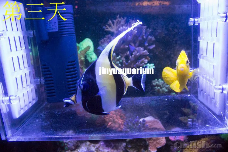 910 Koleksi White Spot Pada Ikan Air Laut Terbaru