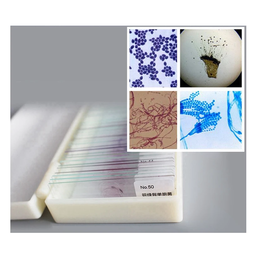 50 шт. микробиологические бактериальные образцы перманентные ломтики образец Scetion микроскоп слайды для медицинского исследования