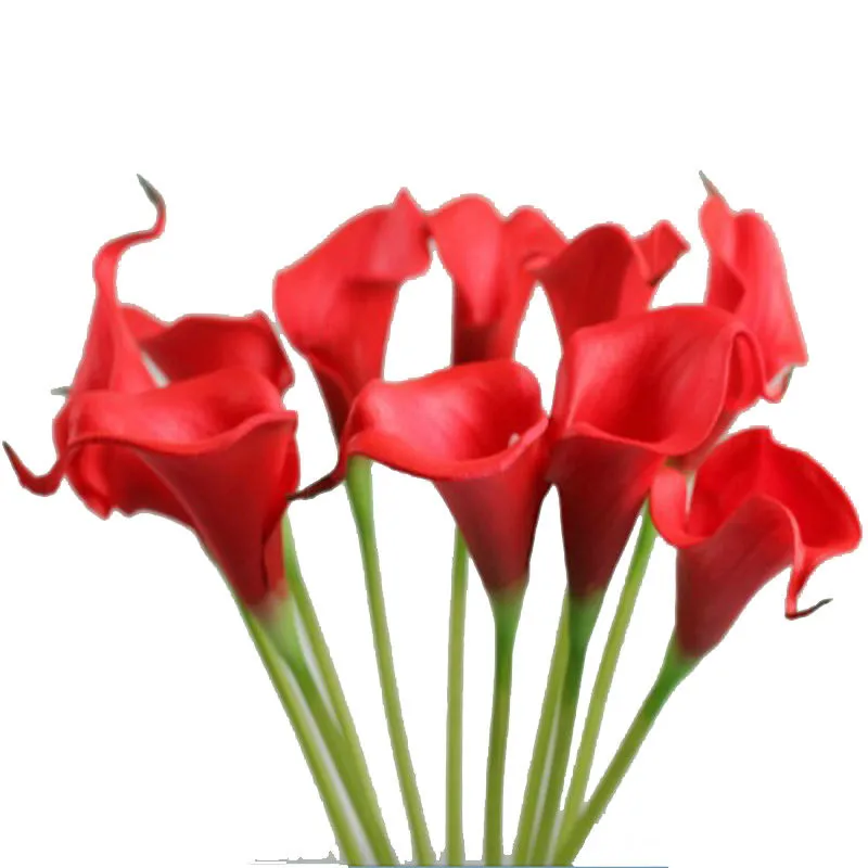 calla (2)