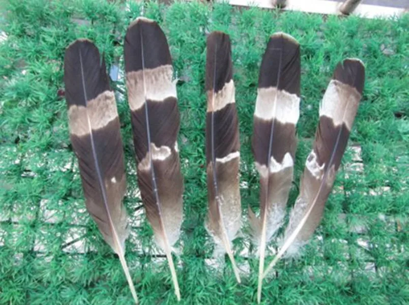 

Free shipping Wholesale high quality beautiful 50pcs28-35cm Long rare pheasant feathers DIY Pheasant Eagle feather