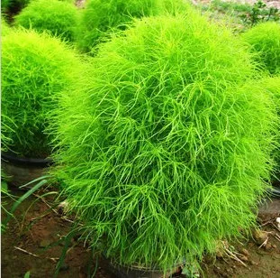 100 Pcs Seeds Green Lawn Hardy Plants Beautiful Plant 100 Pcs Seeds Green Lawn Hardy Plants Beautiful Plant Free Shipping