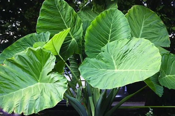 Гигантский слон уха Семена-свежие colocasia гигантская семена огромный листва Семена