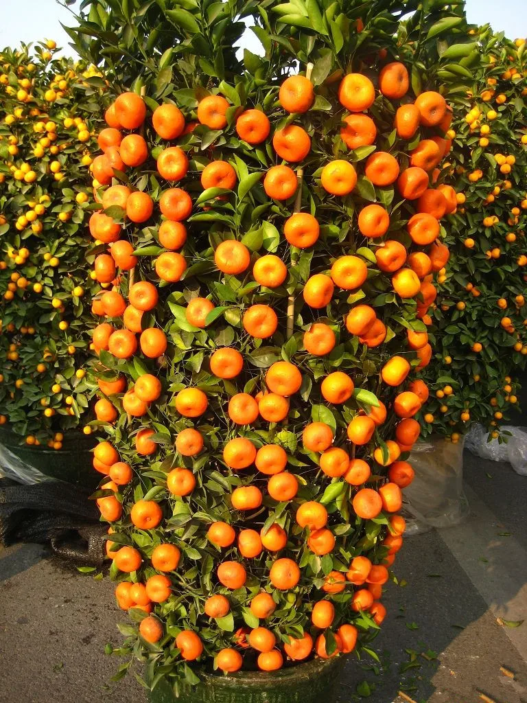50 PCS Delicious Orange Fruit Seeds Mini Potted Orange Tree Plant Fruit Seed Hot 