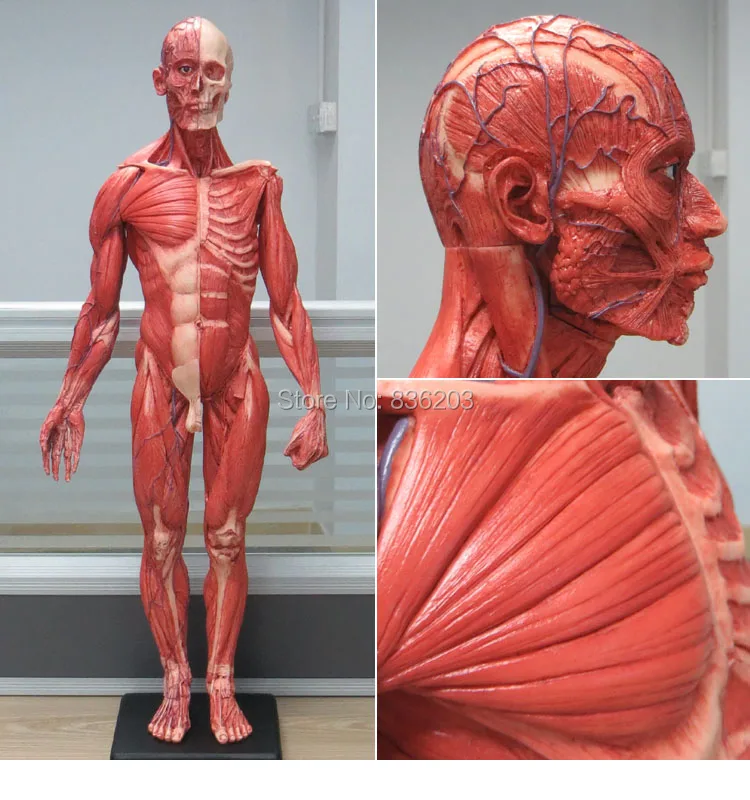 

60CM Human male resin skull skeleton anatomical model for denture teeth 1:6 Flesh muscle Anatomy superficial muscle