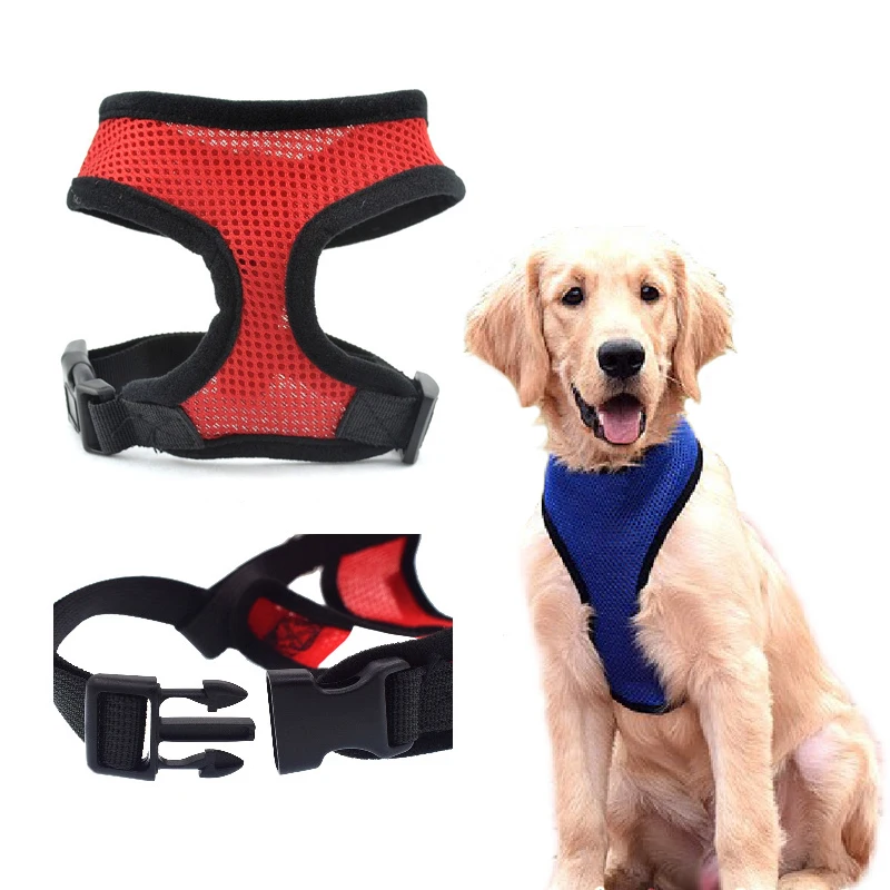 puppy collar and lead