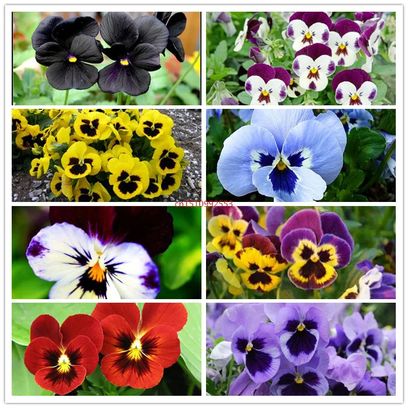 

100 pcs mix pansy ornamental flowers and plants four seasons easy to plant balcony garden planting Bonsai plants