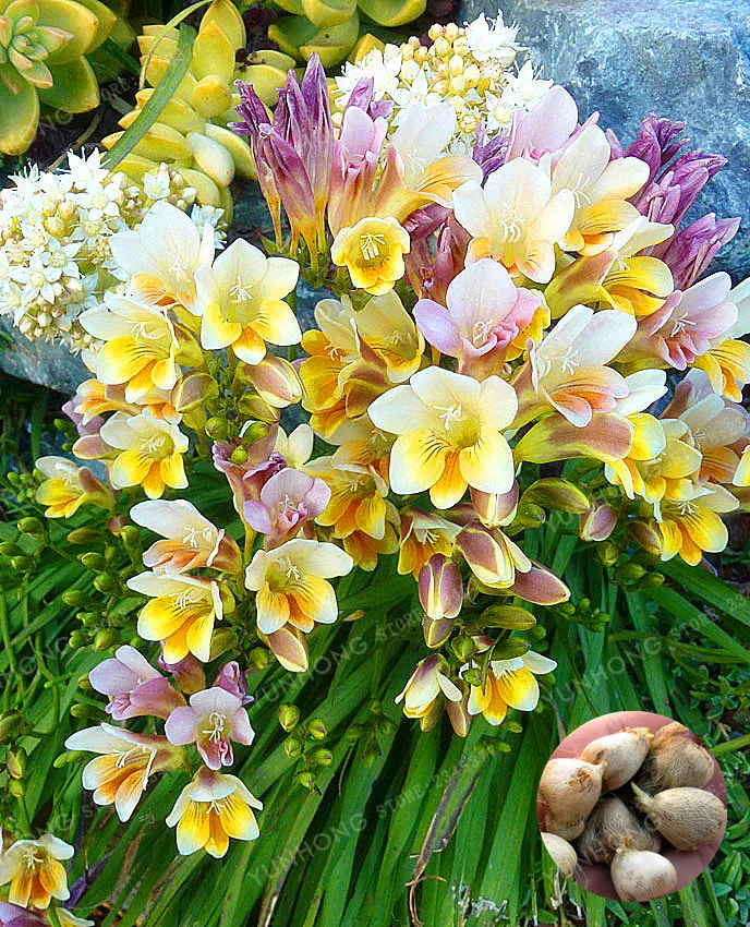 True Yellow Freesia Bulbs Indoor Potted Flowers Orchids,(It Is Not Seed