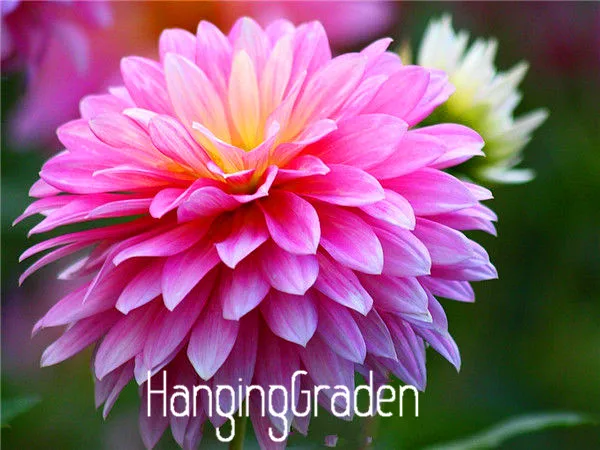 Цветник садовый тип обычно Юкако луковицы георгина растения бонсай-100 шт Флорес 24 цвета смешанные,!,# 84TJ8Q - Цвет: 4