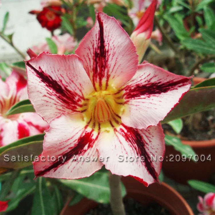 

New Seeds 1PCS Desert Rose Bonsai Potted Flowers Bonsai Ornamental Plants Balcony Adenium, Red And White