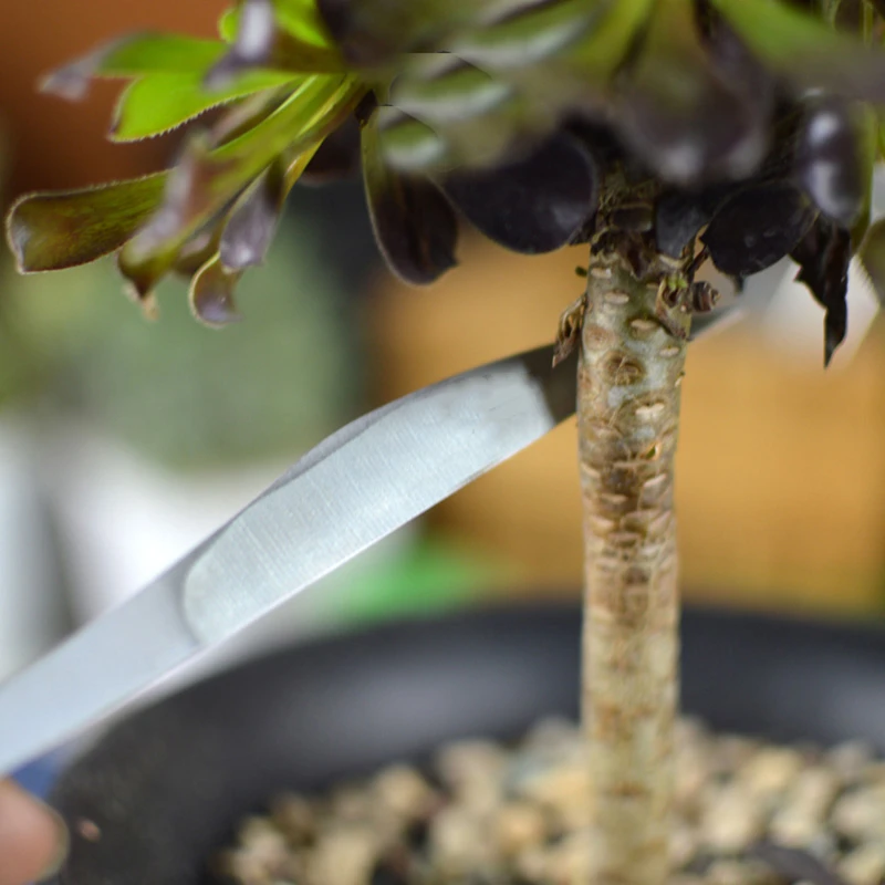 2pcs-set-Bonsai-tools-stainless-steel-succulent-plants-Pruning-knife-Cuttings-transplant-Pruning-tools (4)