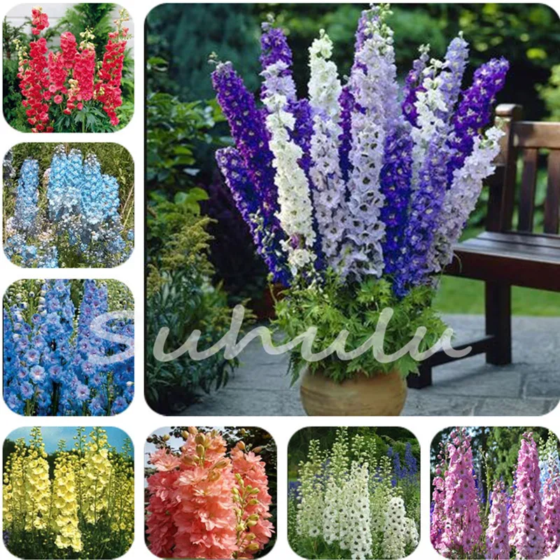 Online Whole Diffe Types Flower From China Bellfarm Diffe Types Of Delphinium Perennial Flowers 100 Pcs Blooms Beautiful Home Garden Flower