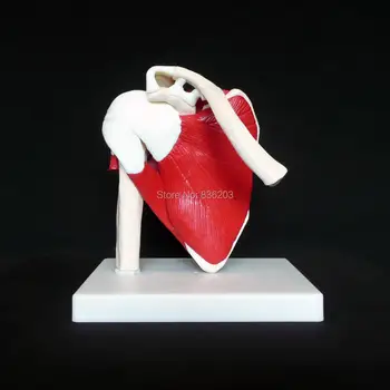 

Human anatomy skeleton Advanced Muscled Shoulder Joint Model Heart skull brain skull model in trauma nursing manikin train